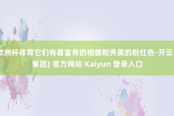 欧洲杯体育它们有着富有的相貌和秀美的粉红色-开云 (集团) 官方网站 Kaiyun 登录入口