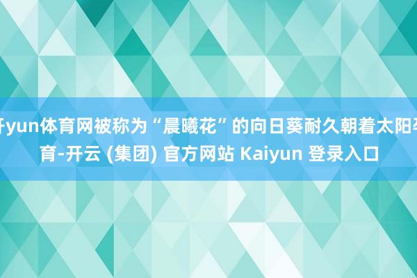 开yun体育网被称为“晨曦花”的向日葵耐久朝着太阳孕育-开云 (集团) 官方网站 Kaiyun 登录入口